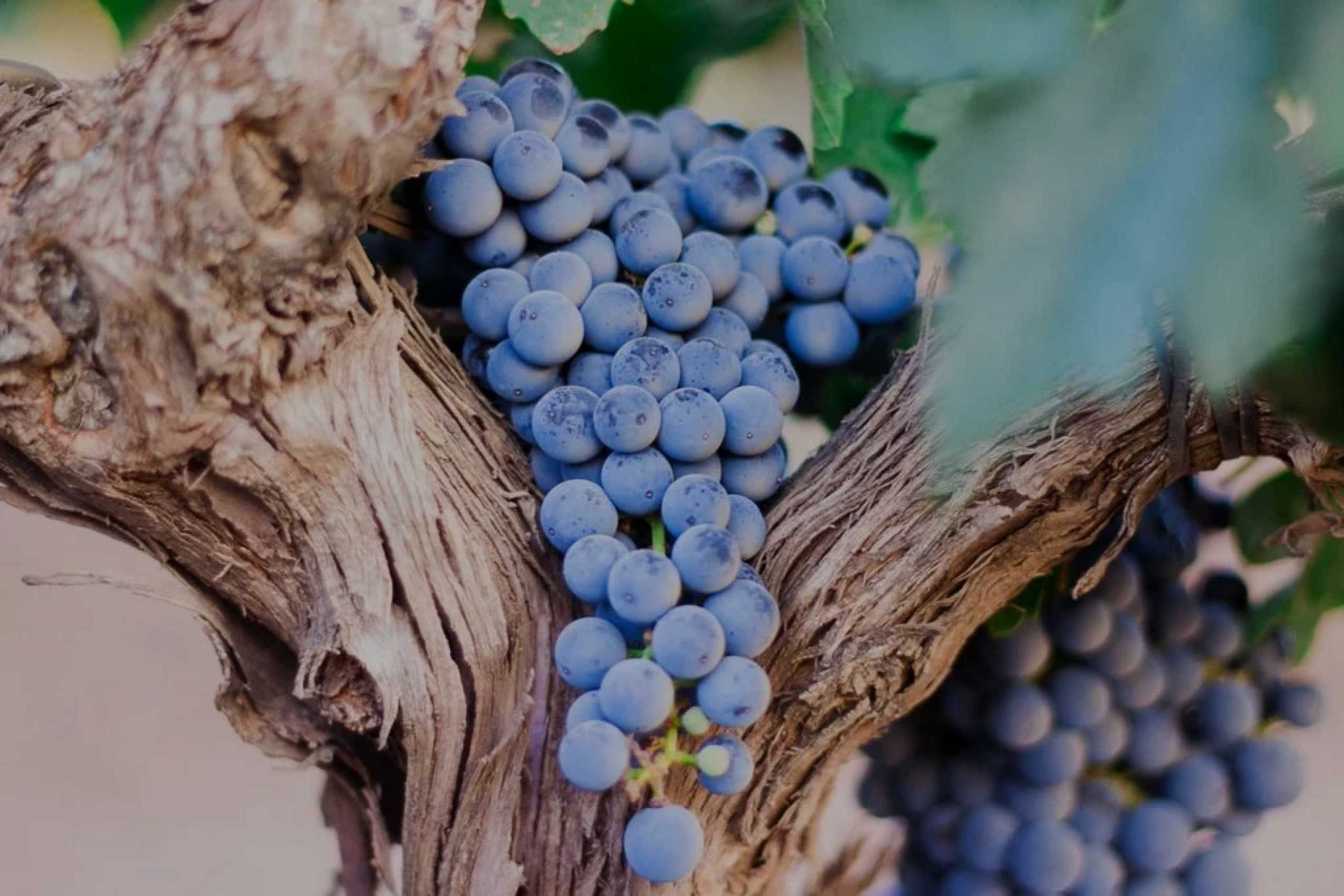 Vinotopia grapes