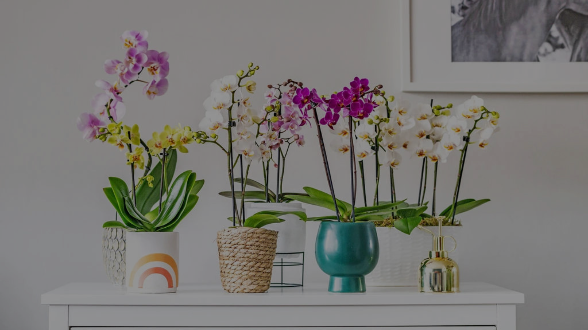 Love Orchids Case Study with magic42
